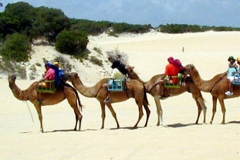 Camel_Ride_at_the_Dunes